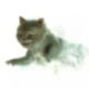   CheshireCatMsk