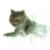 CheshireCatMsk