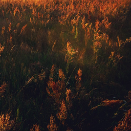 Silentgrass