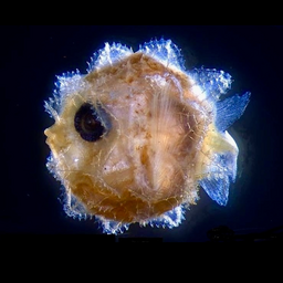 FishSun
