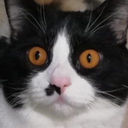 cat.sponsor