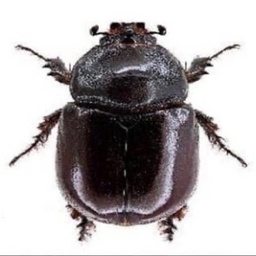 illumlatum