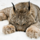 ������ ������������ furitlynx