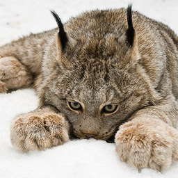 furitlynx