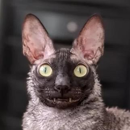 MrDinky