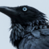 CrowsHaveEyes