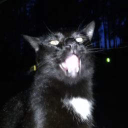 QTBeast