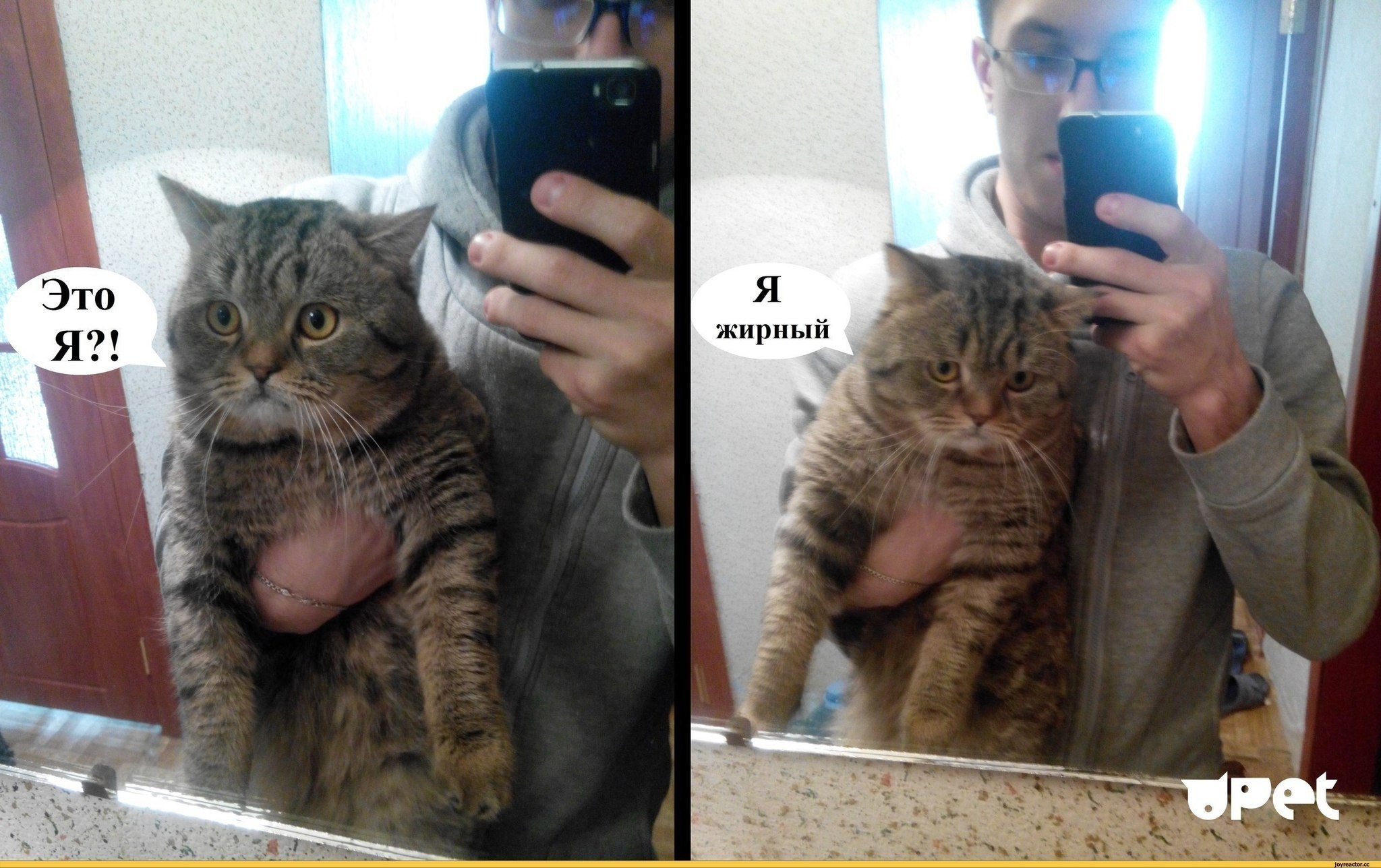 Блять конченая. Я жирный кот. Это я я жирный кот. Я толстый кот в зеркале. Зеркало "котик".