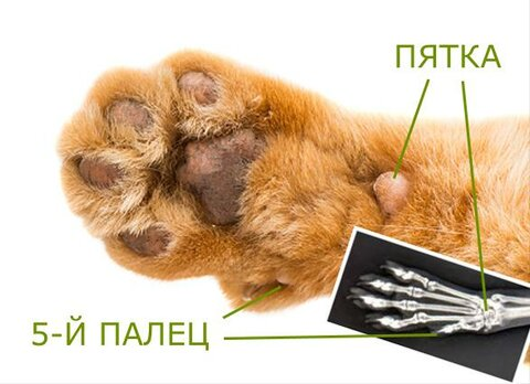 Сколько пальцев у кота! | Пикабу