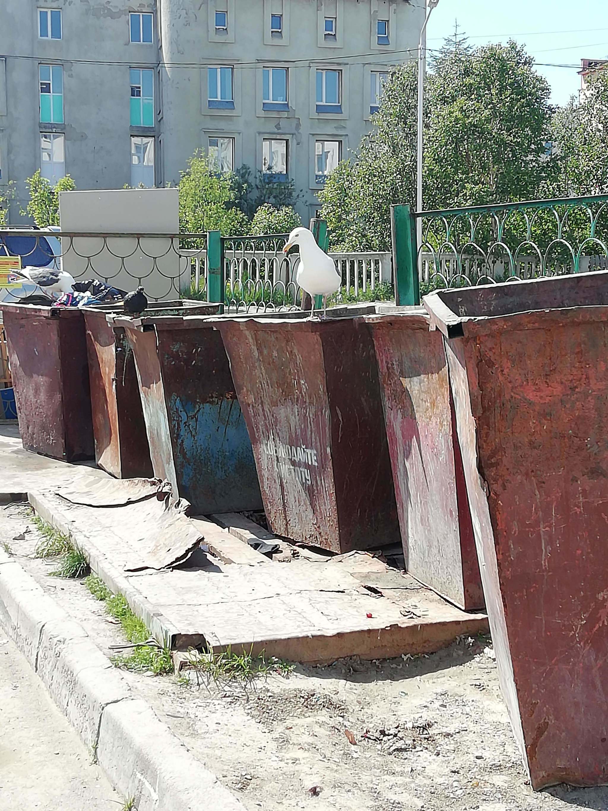 Толстые чайки в Бахрейне перестали летать и шатаются по улицам | Пикабу