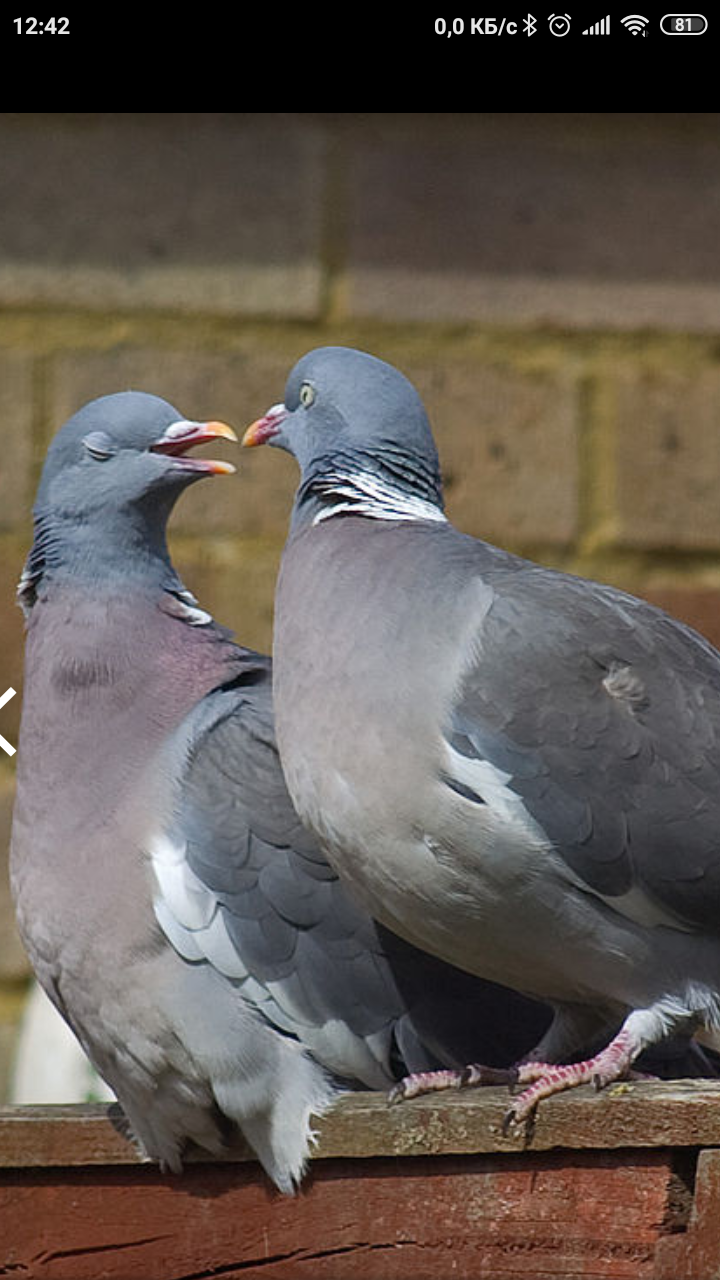 Игорь Николаев — "суп из голубей" | Пикабу