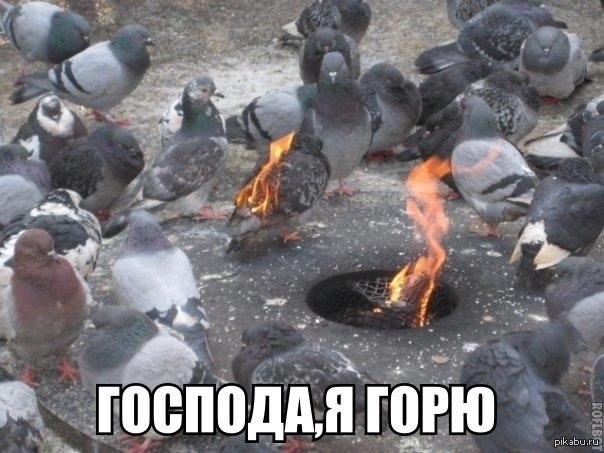 Игорь Николаев — "суп из голубей" | Пикабу