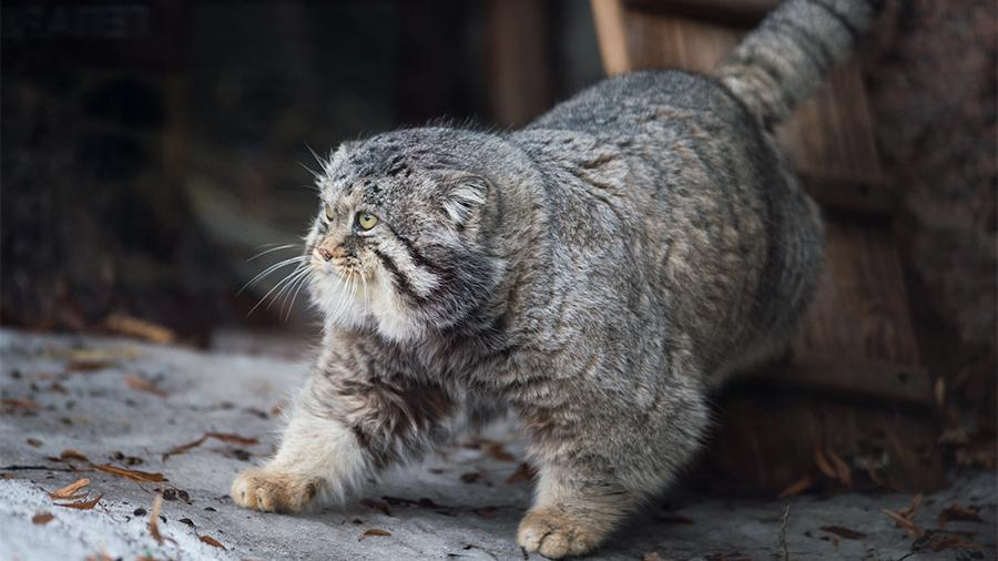 Выручает дикую кошку голое тело