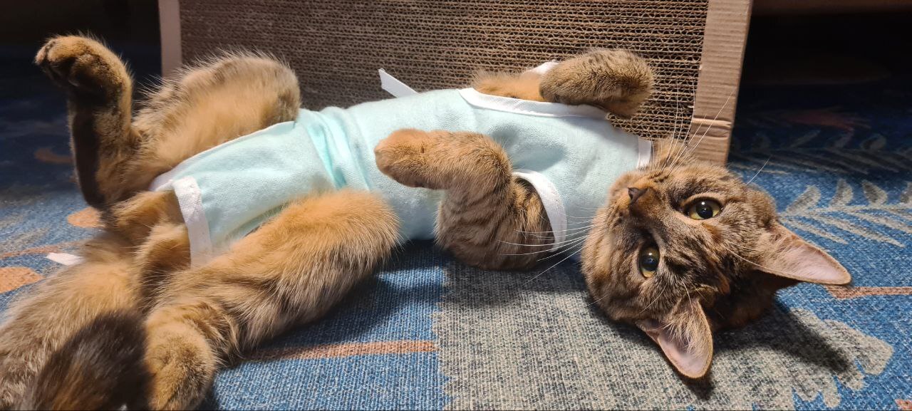 Кошка после стерилизации | Пикабу
