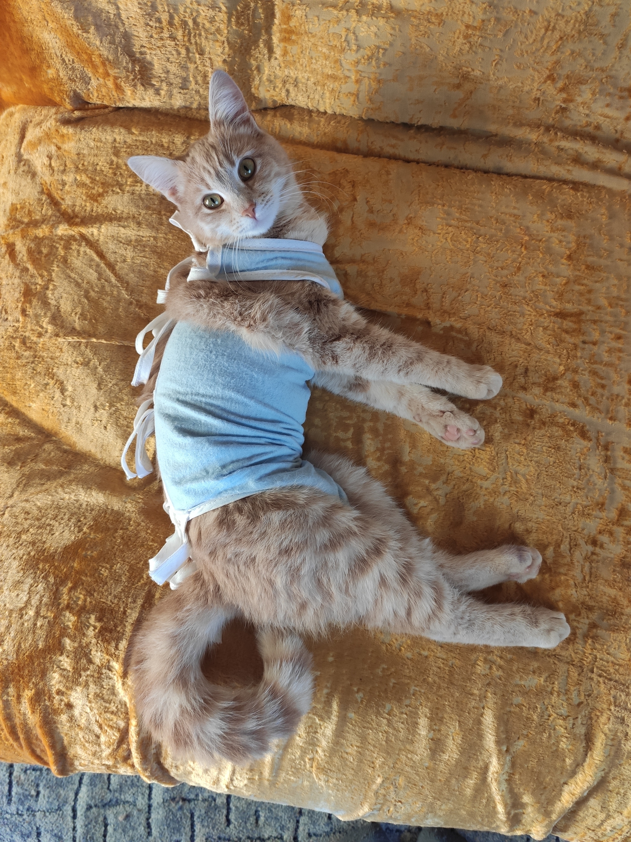 Кошка после стерилизации | Пикабу