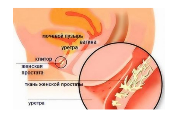 Эрогенные точки на мужском члене: где находятся – Sex Box