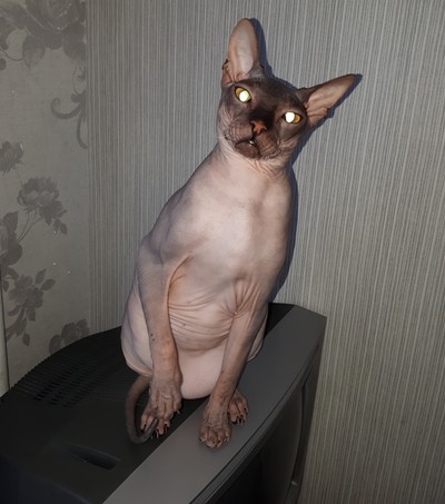 Иллюстрация к комментарию