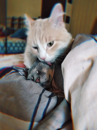 Иллюстрация к комментарию