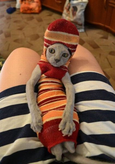 Иллюстрация к комментарию