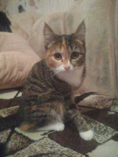 Иллюстрация к комментарию