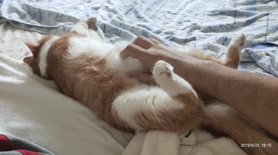 можно ли кормить кошку просроченным сухим кормом