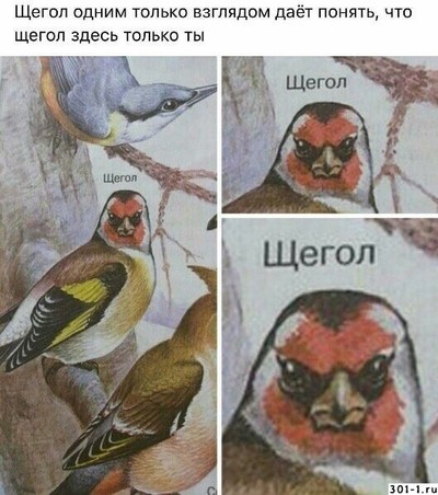 какая птица любит семена репейника. Смотреть фото какая птица любит семена репейника. Смотреть картинку какая птица любит семена репейника. Картинка про какая птица любит семена репейника. Фото какая птица любит семена репейника