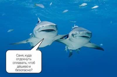 Камера в желудке акулы