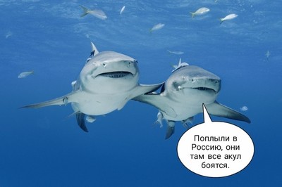 Камера в желудке акулы