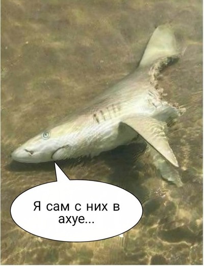 Камера в желудке акулы