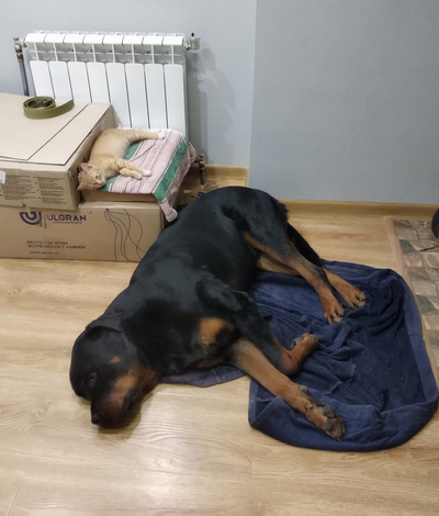 ����������� � �����������