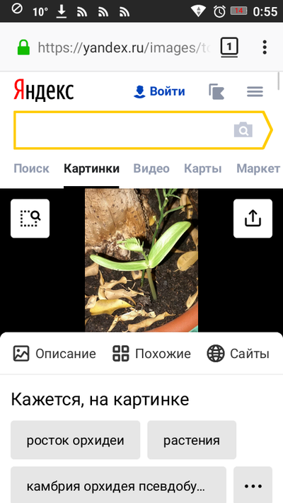 Росток дерева как называется. Смотреть фото Росток дерева как называется. Смотреть картинку Росток дерева как называется. Картинка про Росток дерева как называется. Фото Росток дерева как называется