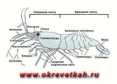 интересные факты о каком либо животном. Смотреть фото интересные факты о каком либо животном. Смотреть картинку интересные факты о каком либо животном. Картинка про интересные факты о каком либо животном. Фото интересные факты о каком либо животном