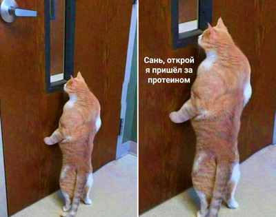 никаких бутербродов никаких бананов. 1592753166182727683. никаких бутербродов никаких бананов фото. никаких бутербродов никаких бананов-1592753166182727683. картинка никаких бутербродов никаких бананов. картинка 1592753166182727683. Никаких бутербродов никаких бананов
