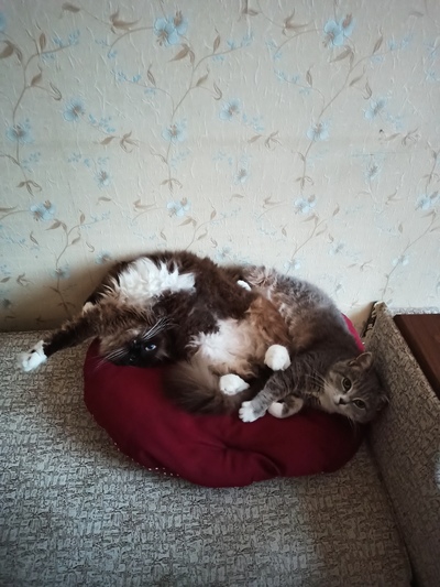 ����������� � �����������