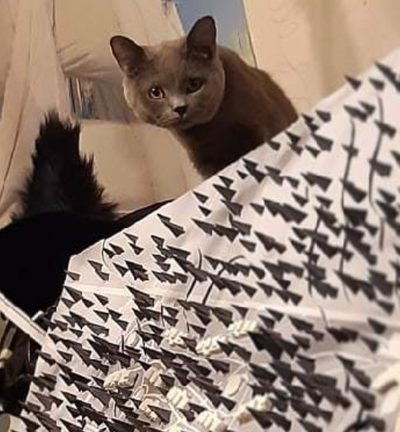 1596626236138392504 макет диплома это что такое