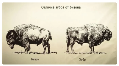 Чем отличаются зубр и бизон. Смотреть фото Чем отличаются зубр и бизон. Смотреть картинку Чем отличаются зубр и бизон. Картинка про Чем отличаются зубр и бизон. Фото Чем отличаются зубр и бизон
