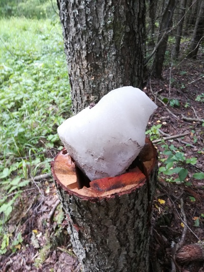 1602716962116883027 для чего лоси едят мухоморы