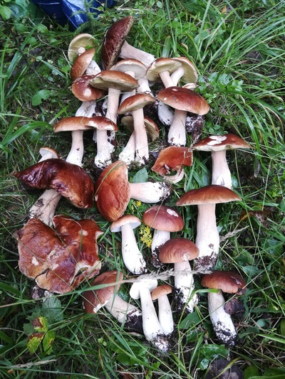 1602716966253344569 для чего лоси едят мухоморы