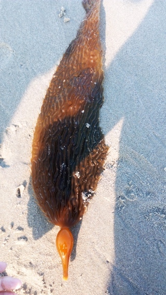 Ожоги от португальского кораблика фото