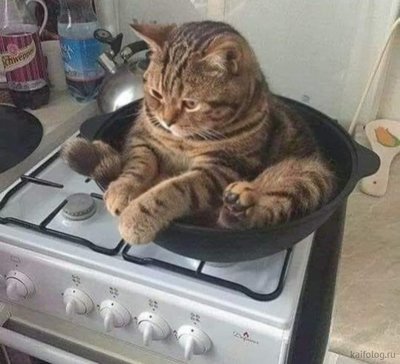 Вы что хотите кушац мем. Смотреть фото Вы что хотите кушац мем. Смотреть картинку Вы что хотите кушац мем. Картинка про Вы что хотите кушац мем. Фото Вы что хотите кушац мем