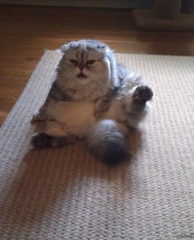 16115215731291902 мем что видишь ты что видит она