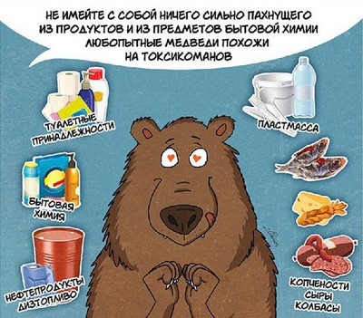 кто такой медведь шатун и чем он опасен. Смотреть фото кто такой медведь шатун и чем он опасен. Смотреть картинку кто такой медведь шатун и чем он опасен. Картинка про кто такой медведь шатун и чем он опасен. Фото кто такой медведь шатун и чем он опасен