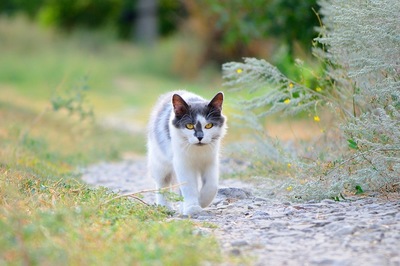 Как сделать красивую фотку кошки