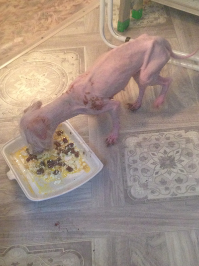 Иллюстрация к комментарию