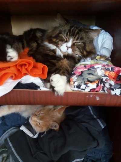 аниме что делают коты когда нас нет дома. Смотреть фото аниме что делают коты когда нас нет дома. Смотреть картинку аниме что делают коты когда нас нет дома. Картинка про аниме что делают коты когда нас нет дома. Фото аниме что делают коты когда нас нет дома аниме что делают коты когда нас нет дома. Смотреть фото аниме что делают коты когда нас нет дома. Смотреть картинку аниме что делают коты когда нас нет дома. Картинка про аниме что делают коты когда нас нет дома. Фото аниме что делают коты когда нас нет дома