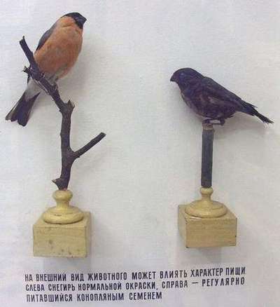 1619016884162922453 Мем я ем как птичка