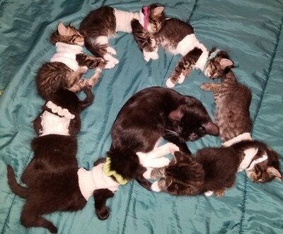 ����������� � �����������