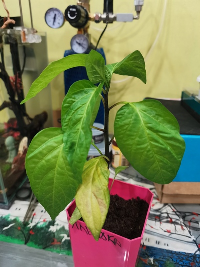 Иллюстрация к комментарию