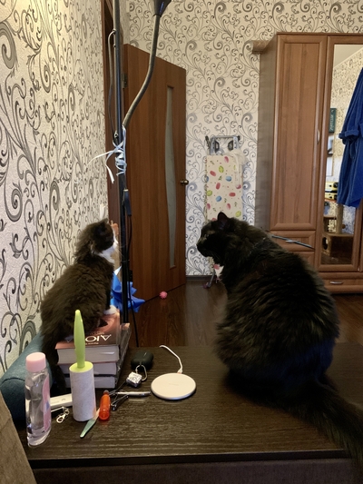 ����������� � �����������