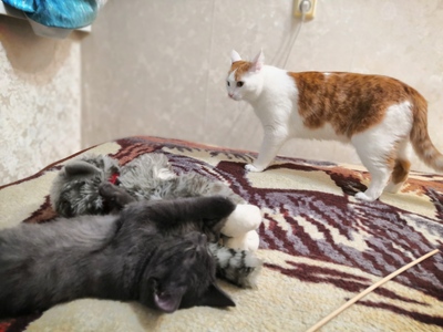 ����������� � �����������